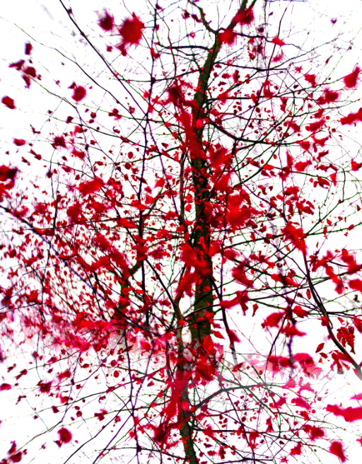 Photographic Artwork