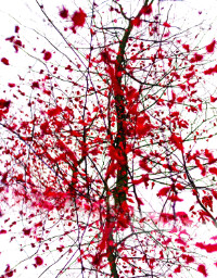 Photographic Artwork