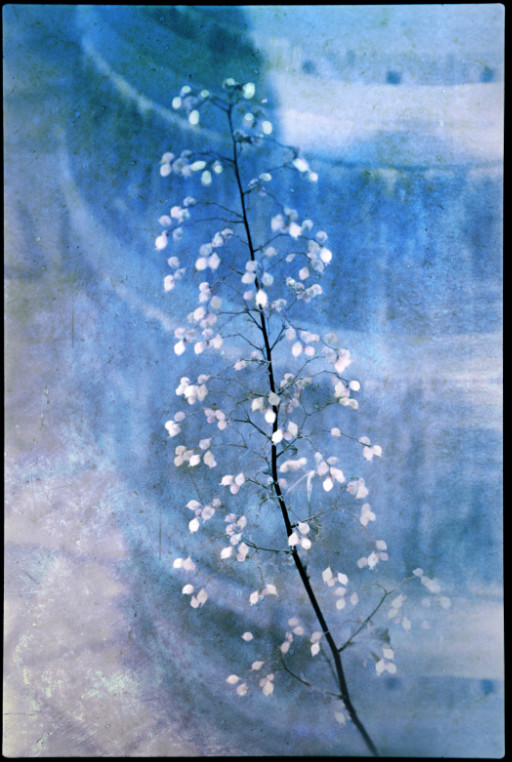 Photographic Artwork