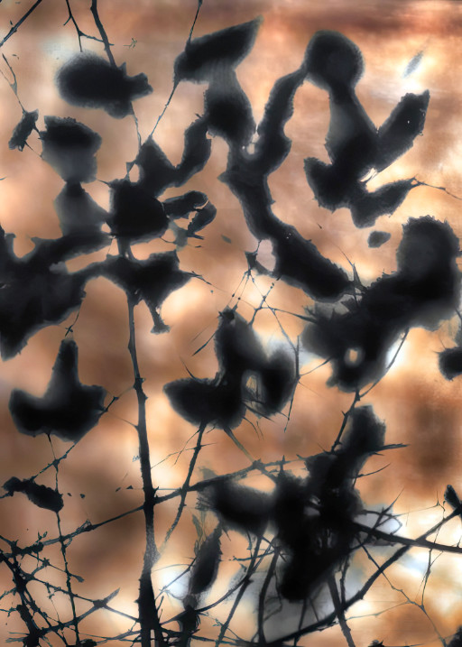 Photographic Artwork