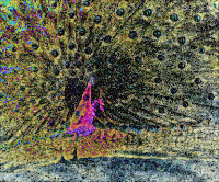 Photographic Artwork