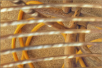 Photographic Artwork