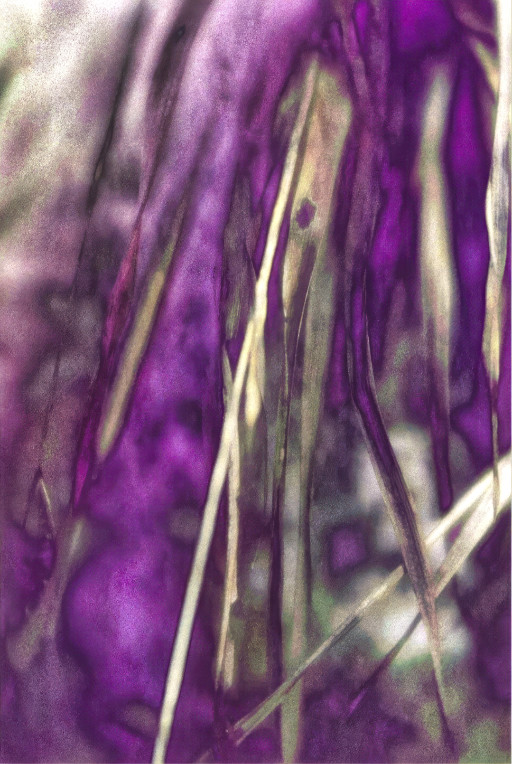 Photographic Artwork