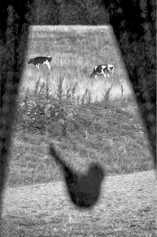 Photographic Artwork