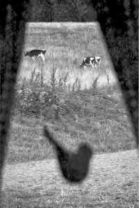 Photographic Artwork