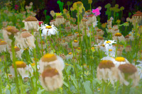 Photographic Artwork