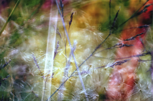 Photographic Artwork