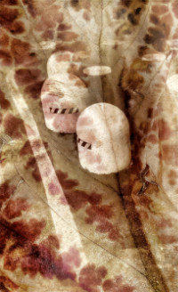 Photographic Artwork