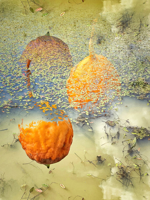 Photographic Artwork