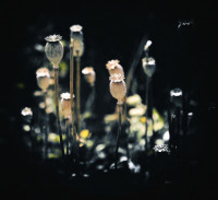 Photographic Artwork