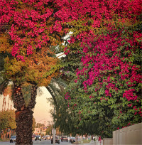 Photographic Artwork