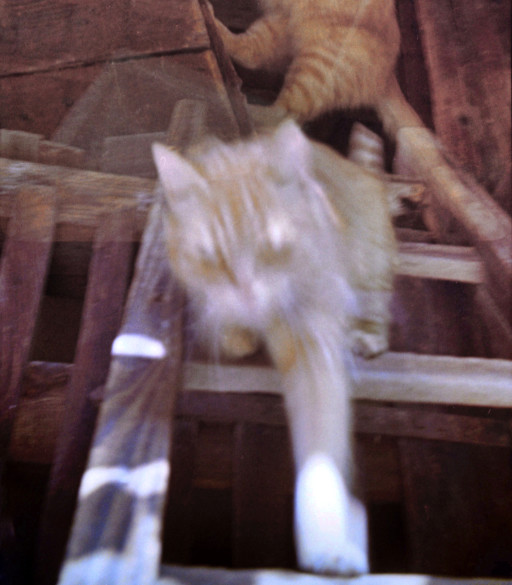 Photographic Artwork