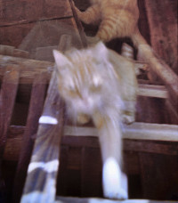 Photographic Artwork