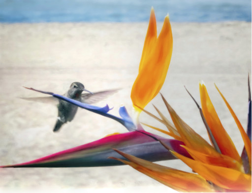 Photographic Artwork