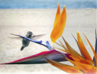 Photographic Artwork