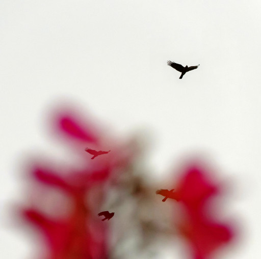 Photographic Artwork