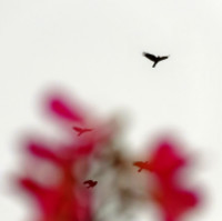 Photographic Artwork