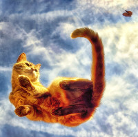 Photographic Artwork