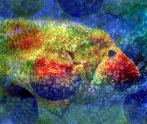 Photographic Artwork