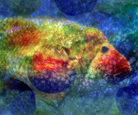 Photographic Artwork