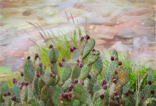 Photographic Artwork