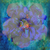 Photographic Artwork