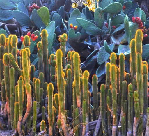 Photographic Artwork