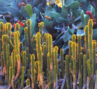 Photographic Artwork