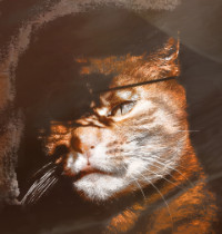 Photographic Artwork