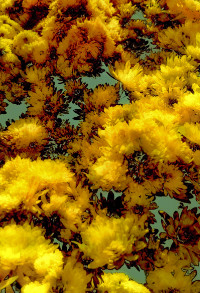 Photographic Artwork